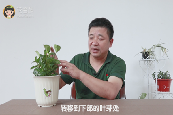 Transfer to the lower leaf bud