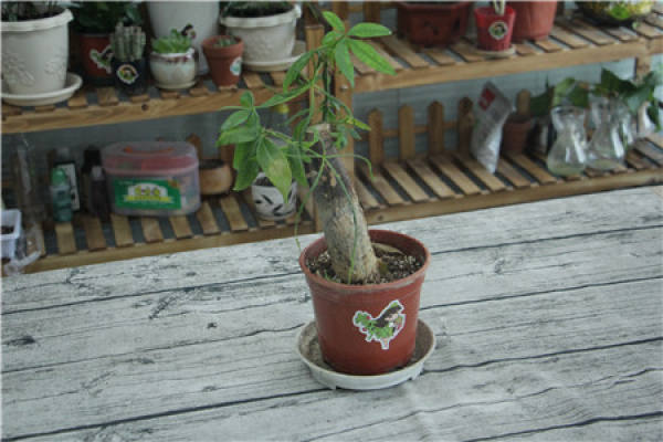 Fortune Tree