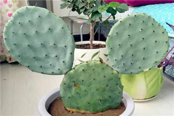 Cactus