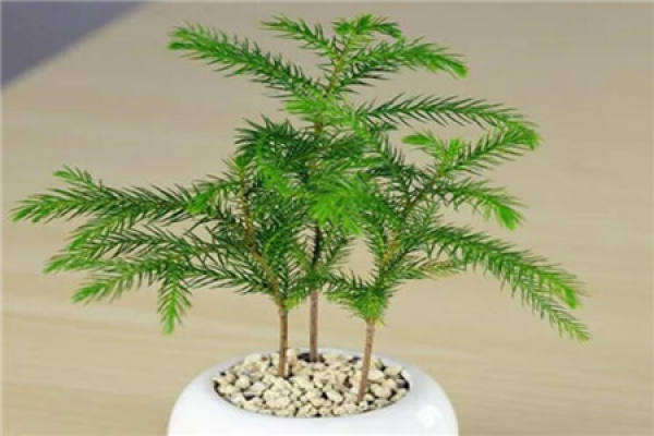Araucaria