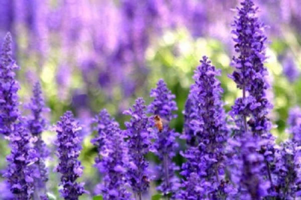 Lavender