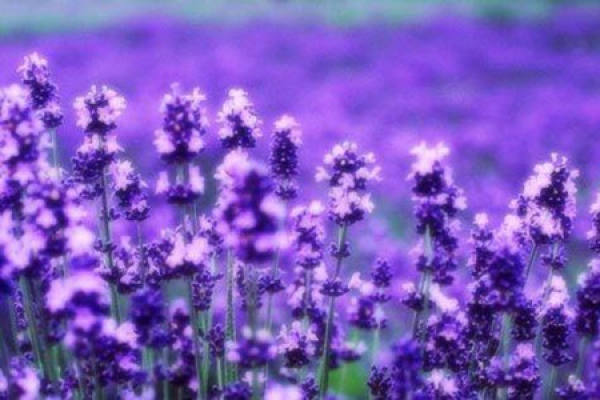 Lavender