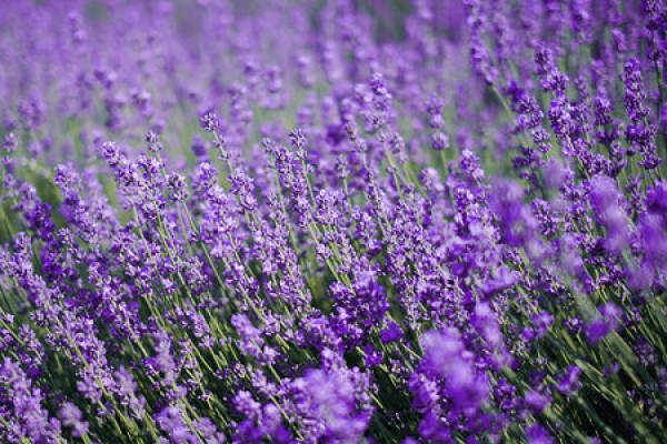 Lavender