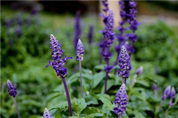 Lavender