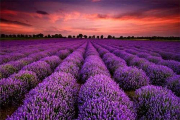 Lavender
