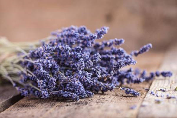 Lavender
