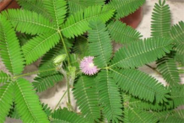 Mimosa pudica