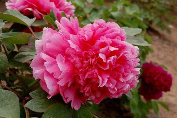Peony