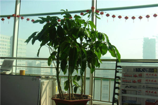 Zhao Cai Shu