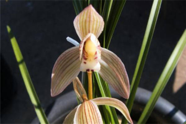 Cymbidium longiflorum