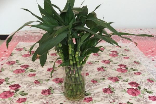 Water Bamboo