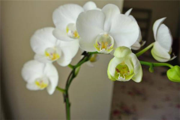 Butterfly Orchid