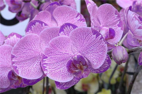 Butterfly Orchid Butterfly Orchid