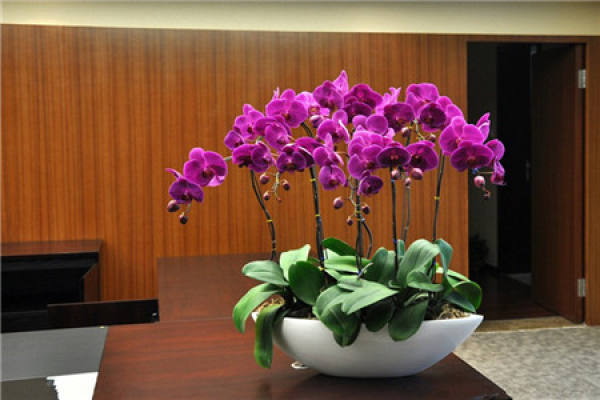 Butterfly Orchid