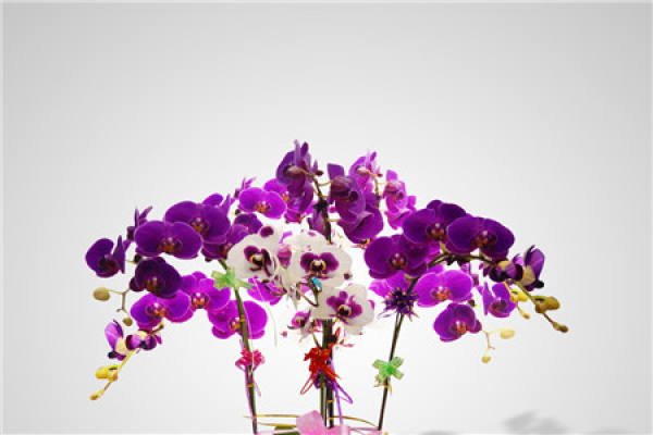 Butterfly Orchid