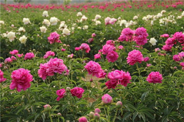 peony