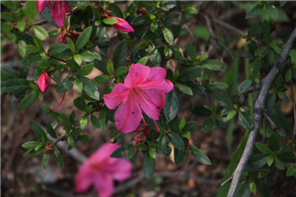 azalea