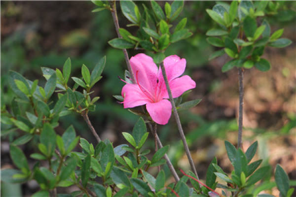 Rhododendron