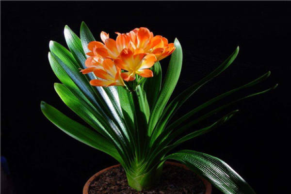 Clivia miniata