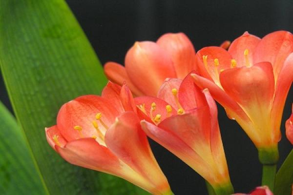Clivia miniata