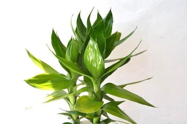 Guanyinzhu