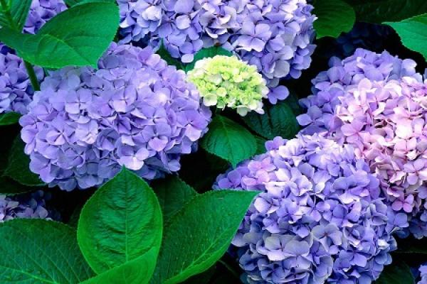Hydrangea