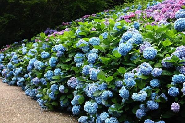 Hydrangea