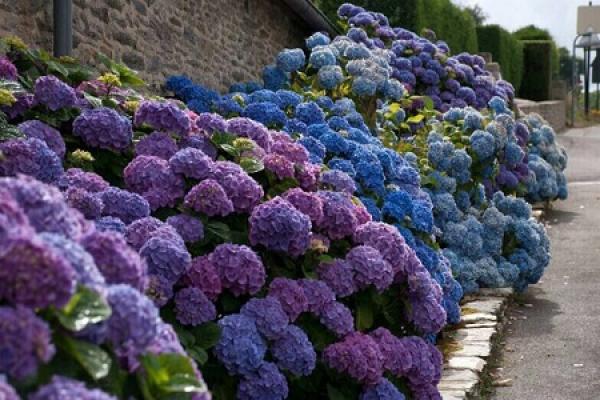 Hydrangea