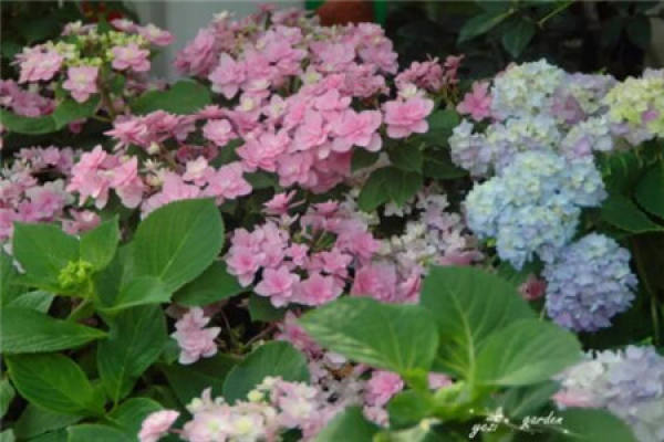 Hydrangea