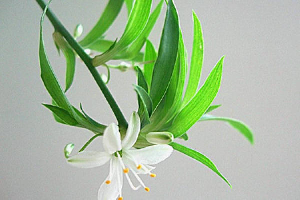 Chlorophytum