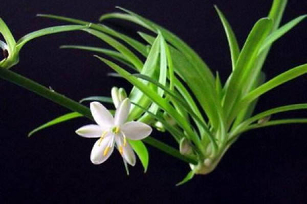 Chlorophytum