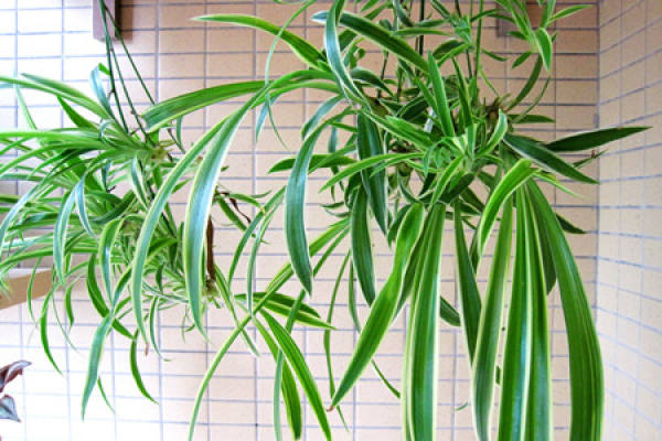 Chlorophytum comosum