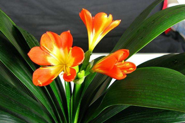 Clivia miniata
