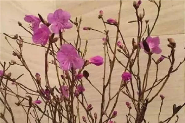 wild orchid