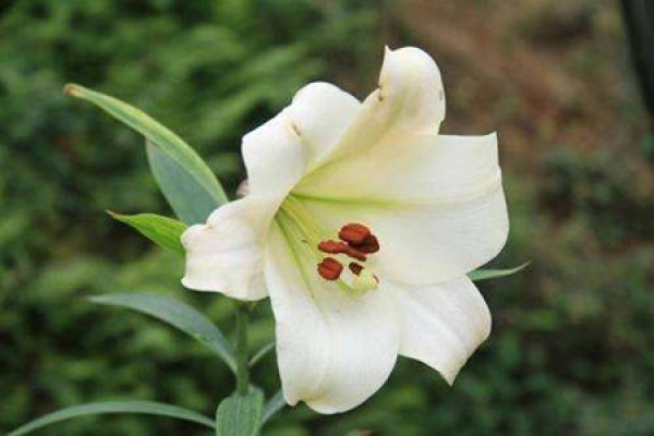 Lily Flower
