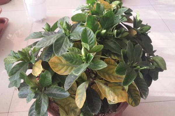 Gardenia