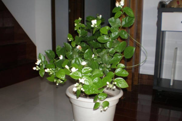 Jasmine