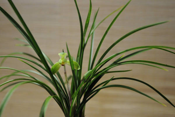 Orchid
