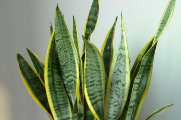 tiger skin