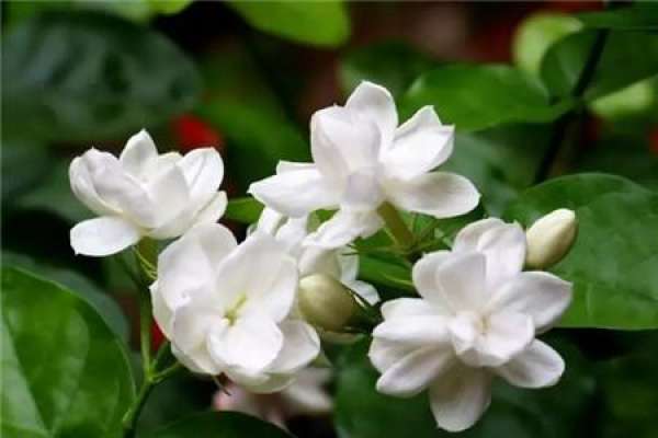 Jasmine