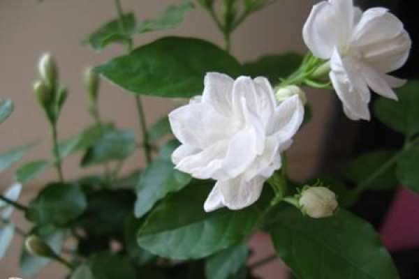 Jasmine