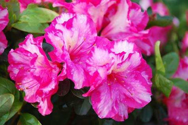 Rhododendron