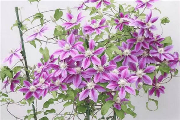 A clematis and a barbed wire.