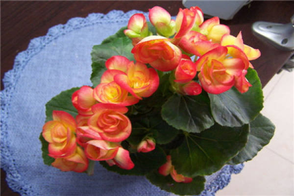 Begonia semperflorens