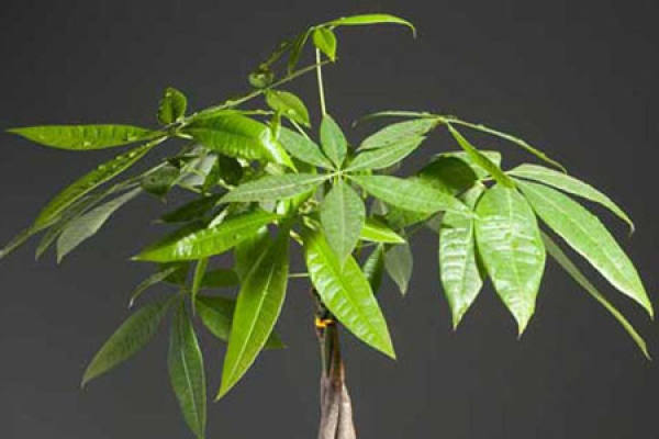Fortune Tree