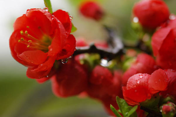 Begonia flower