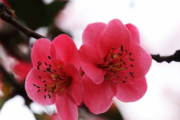 Begonia flower