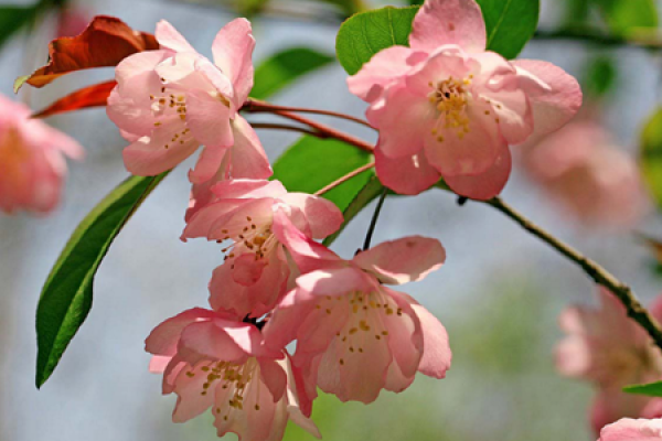 Chinese flowering crabapple