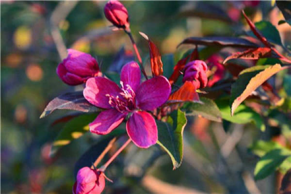 Chinese flowering crabapple