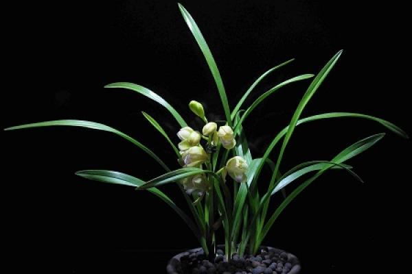 orchid